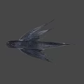Dark Colored Fish With Wing Like Fins And Streamlined Body Structure 3d model