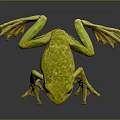 Green Frog with Large Eyes and Yellow Spots on Black Surface with Reflection 3d model
