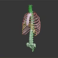 High Quality Human Skeleton Model Medical Device for Anatomical Study and Education 3d model