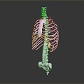 Modern human spine Spinal system Human skeleton 3d model