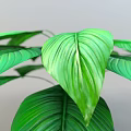Lush Indoor Green Plant With Large Vibrant Leaves And Healthy Foliage
