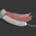 Detailed Anatomical Model Showing Pink Muscle Texture And White Base Structure