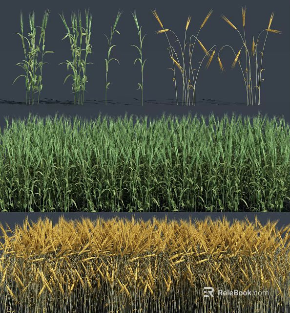Lush Green Wheat and Golden Corn Plants in Different Growth Stages 3d model 