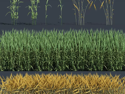 Lush Green Wheat and Golden Corn Plants in Different Growth Stages 3d model