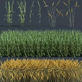 Lush Green Wheat and Golden Corn Plants in Different Growth Stages