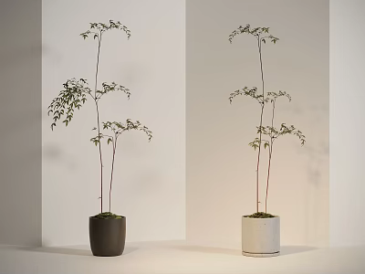 Bonsai Potted Plants with Slender Stems in Black and White Pots on Minimalist White Surface 3d model