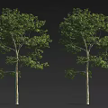 Two Lush Green Trees With Brown Trunks And Vibrant Green Leaves