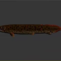 Long Body Brown And Red Spotted Fish With Red Fins On Gray Background