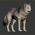 Realistic Gray And Brown Wolf Figure Standing On Dark Reflective Surface 3d model