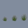 Gillenia Trifoliata Ornamental Garden Plant With Bushy Growth Green Leaves And White Flowers