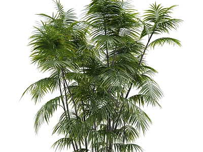 Tall Tropical Green Palm Trees With Lush Fronds And Multiple Healthy Trunks 3d model