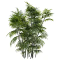 Tall Tropical Green Palm Trees With Lush Fronds And Multiple Healthy Trunks