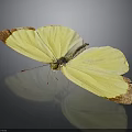 Vibrant Yellow Butterfly With Brown Edged Wings Resting On Dark Background