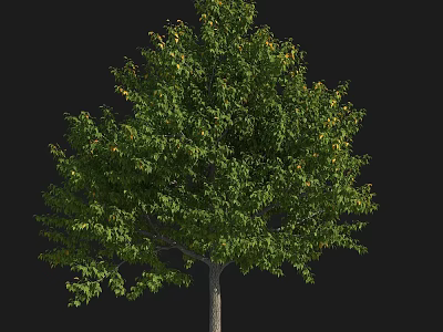 Vibrant Green Arbor With Lush Dense Foliage And Strong Healthy Trunk 3d model