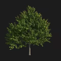 Vibrant Green Arbor With Lush Dense Foliage And Strong Healthy Trunk
