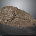 Fossilized Crinoid Specimen With Detailed Segmented Stem And Feathery Arms Embedded In Sedimentary Rock Matrix