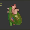 Medical Device 3D Heart Model for Anatomical Study and Educational Use 3d model