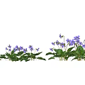 Vibrant Purple Flowers With Green Leaves Arranged In A Garden Row