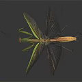 Flying Insect Praying Mantis with Spread Wings and Green Brown Body on Dark Background