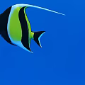 Vibrant Tropical Fish With Black Green White Stripes And Long Tail In Blue Underwater Background