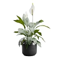Indoor Garden Plants With Large Green Leaves And White Flowers In Black Pots