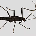 Black Reptile With Long Antennae Slender Legs And Segmented Body With Red Spots