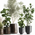 Various Leafy Potted Plants in Stylish Dark Ceramic Pots for Home Decor