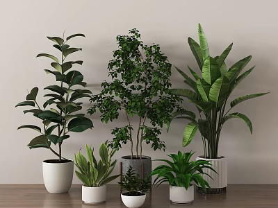 Indoor Green Potted Plants Small and Large in White Pots on Wooden Floor Light Wall 3d model