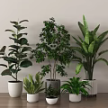 Indoor Green Potted Plants Small and Large in White Pots on Wooden Floor Light Wall