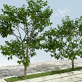 Lush Deciduous Tree with Green Leaves and Red Flowers Against Blue Sky