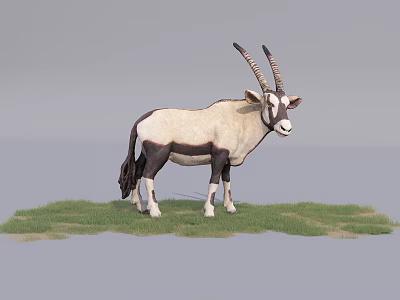 Reptile With Long Horns Standing On Green Grass White Black Body 3d model