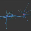 Neurons As Neural Organ Components And Their Influence On Hair Growth Mechanism