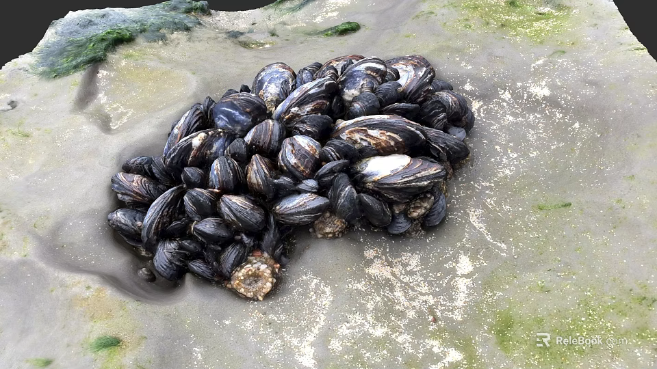 Clustered Marine Mussels on Rocky Coastal Shore with Natural Habitat 3d model 