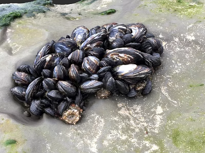 Clustered Marine Mussels on Rocky Coastal Shore with Natural Habitat 3d model