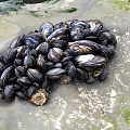Clustered Marine Mussels on Rocky Coastal Shore with Natural Habitat