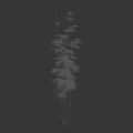 Silhouette Of A Woman Next To Tall Green Bamboo Plants
