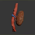 3D Rendered Human Kidney with Connected Blood Vessels Anatomical Structure
