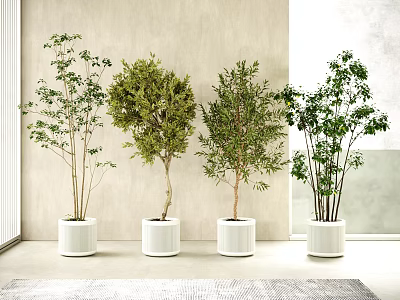 Indoor Decorative Potted Plants With Various Green Foliage In White Planters 3d model