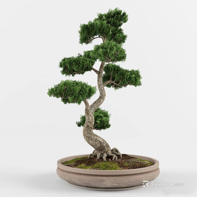 Bonsai Tree With Curved Trunk Exposed Roots And Lush Green Foliage In Terracotta Pot 3d model 