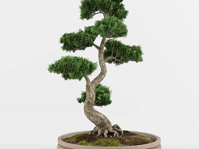 Bonsai Tree With Curved Trunk Exposed Roots And Lush Green Foliage In Terracotta Pot 3d model