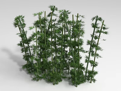 Bamboo Plants With Green Stems And Lush Leaves For Natural Decor 3d model
