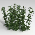 Bamboo Plants With Green Stems And Lush Leaves For Natural Decor
