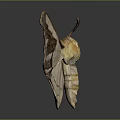 Detailed Beige Moth With Yellow Body And Brown Patterned Wings On Gray Background