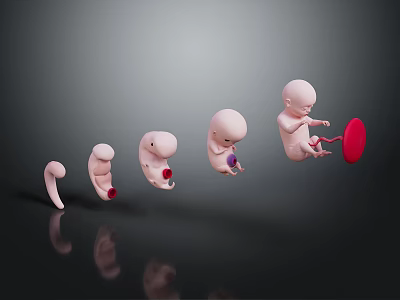 Man Observing Stages of Fetal Development Through Model Display Sequence 3d model