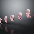 Man Observing Stages of Fetal Development Through Model Display Sequence