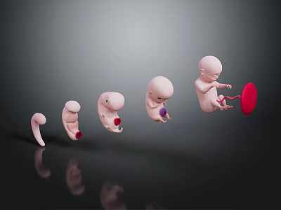 modern fetus fetal growth process human body 3d model