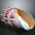 Organ And Hair Like Textures In Purple White Shell With Orange Interior