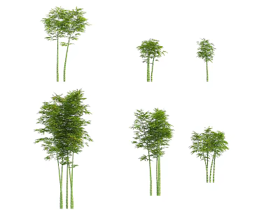 Various Bamboo Plants with Different Heights and Clusters for Garden Landscaping 3d model