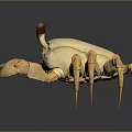 Golden Aquatic Crab With Shiny Shell Black Eyes And Textured Legs