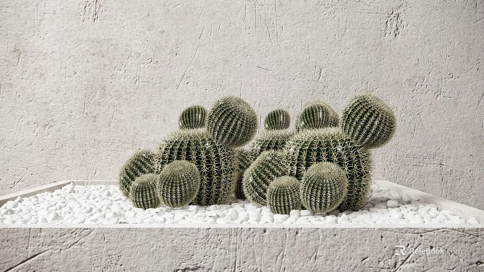 Decorative Indoor Cactus Potted Plants With White Pebbles And Gray Textured Wall 3d model 